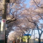 大泉学園通りの桜